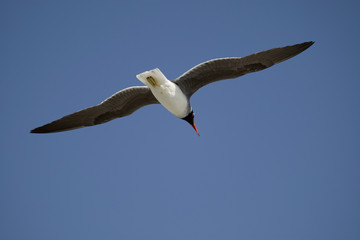 Seagull