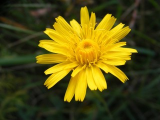 yellow flower