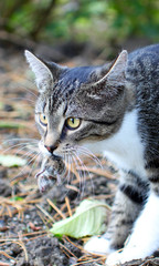 Kater Carlo beim Jagen