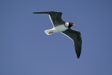 Seagull