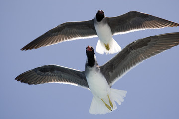 Seagull