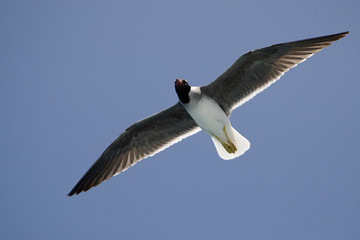 Seagull