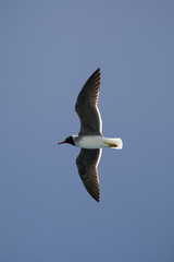 Seagull