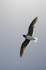 Seagull