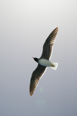 Seagull