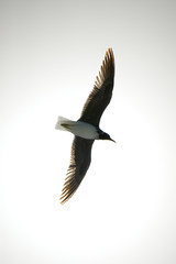 Seagull