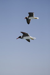 Seagull