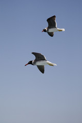 Seagull