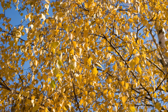 Autumn leaves of a birch