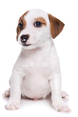 Jack Russell Terrier puppy on white