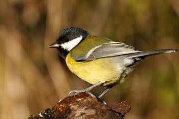 Titmouse