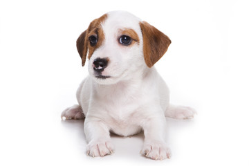 Jack Russell Terrier puppy on white