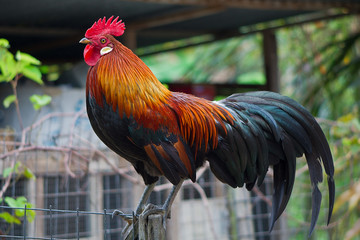 Forest Chicken