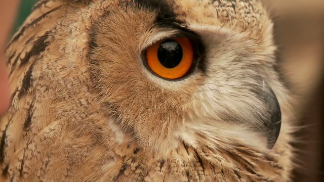 Eule, Augen