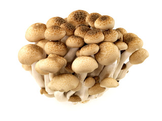 Buna Shimeji Mushrooms