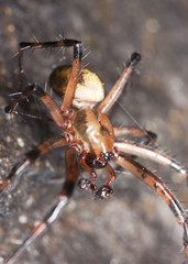 European cave spider (Meta menardi)