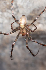 European cave spider (Meta menardi)