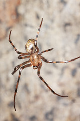 European cave spider (Meta menardi)