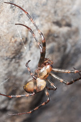 European cave spider (Meta menardi)