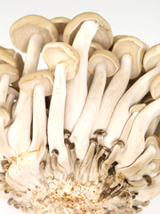 Buna Shimeji Mushrooms