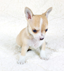 chihuahua puppy in studio
