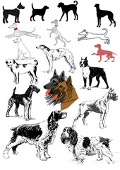 Dogs canine variety colorful selection