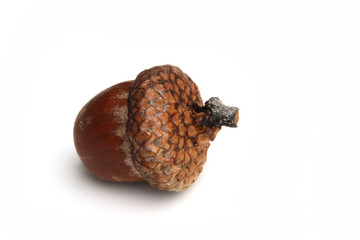 ghianda © Silvano Rebai