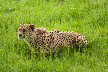 cheetah crouching, ready to pounce