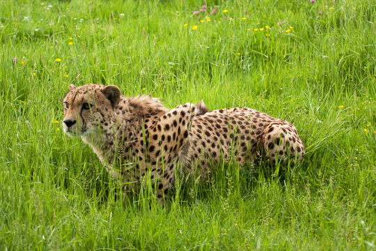 cheetah crouching, ready to pounce