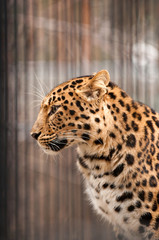 Amur or Manchurian leopard - one of the rarest felids