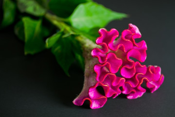 Hahnenkamm Nahaufnahme