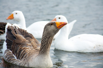 geese