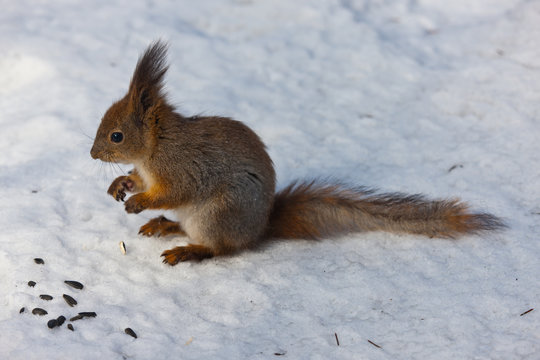 The squirrel in winter © Maslov Dmitry