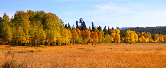 autumn trees in Gran tetons national park