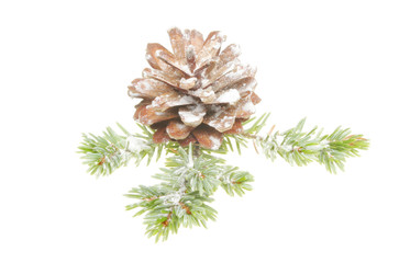 Snow dusted pine cone and leaves