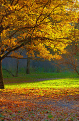 Fototapeta na wymiar Autumn park landscape
