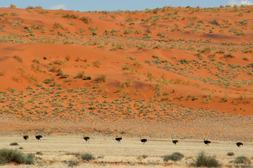 Fototapeta premium autruches sur la D707 4