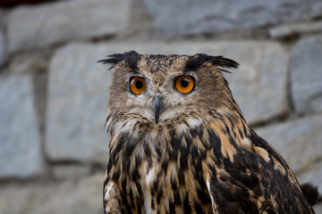 Eurasian Eagle-owl (Bubo bubo)