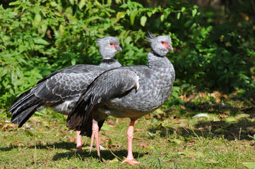 Southern Screamer