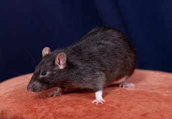 black domestic rat