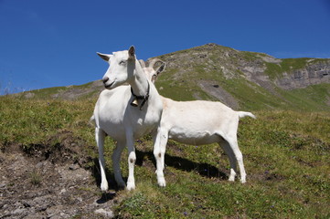 ziege