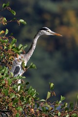 Le h&eacute;ron cendr&eacute;