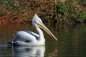 Le pélican