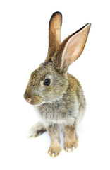 Happy New Year of rabbit