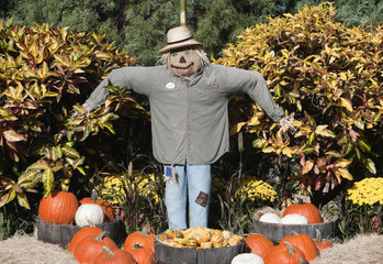 Halloween Scarecrow and Pumpkins .