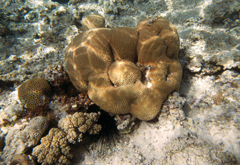 Fototapeta premium coral reef