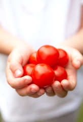 A Child's Hands Holding Ripe Vine Tomatoes