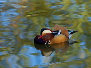 Mandarin Reflection