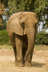 Fototapeta na wymiar Elephant modeling