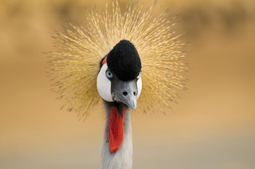 Crane bird staring portrait
